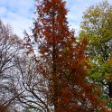 Metasequoia glyptostroboides automne